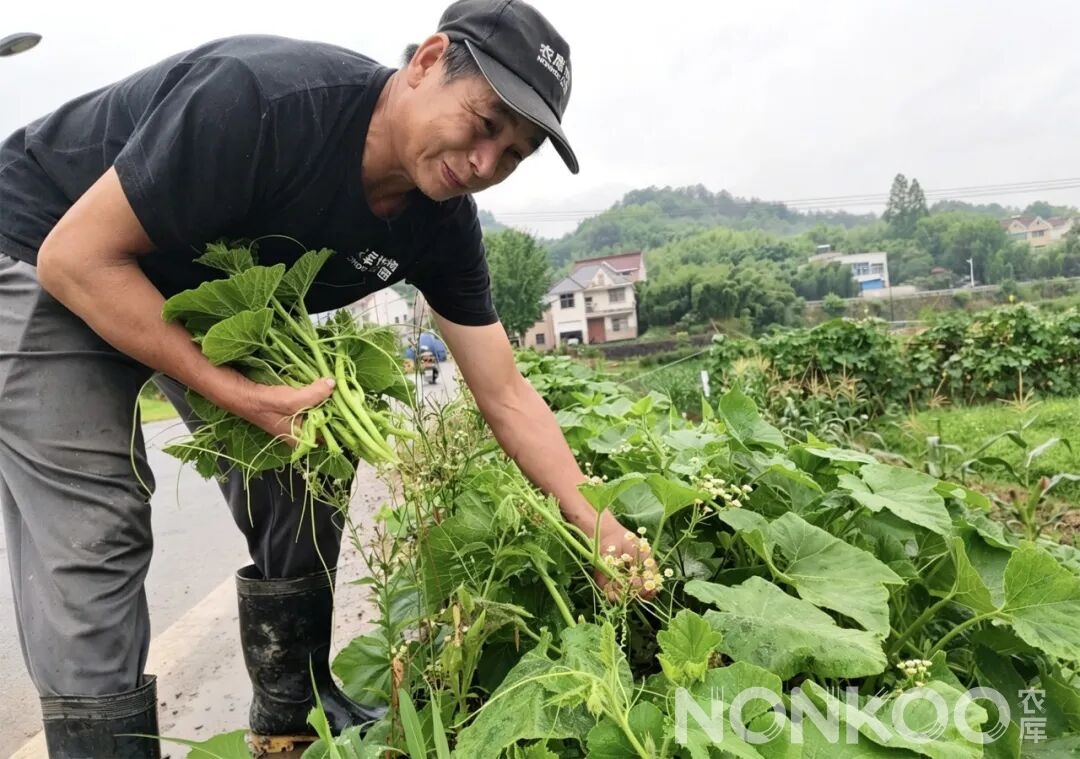 农库工人正在采摘图片