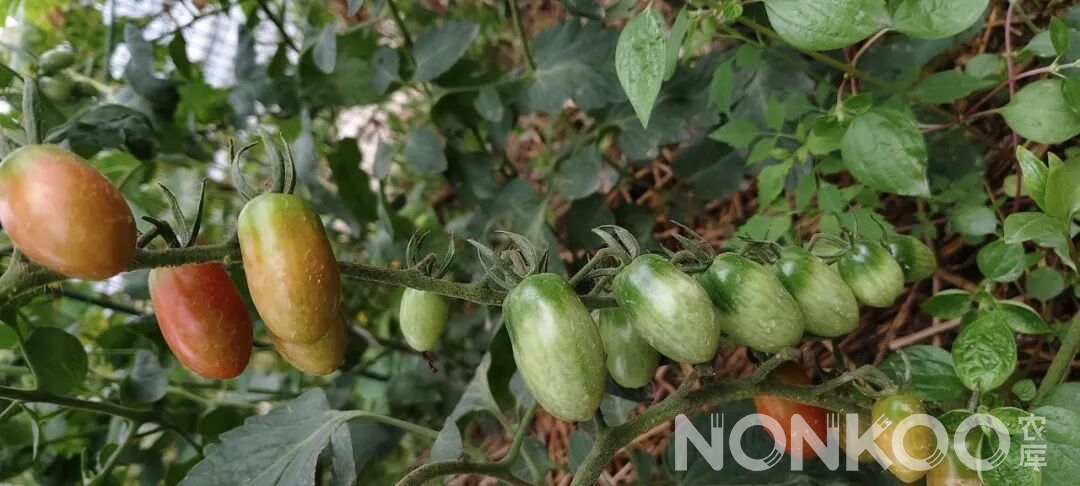 基地里自然生长的小番茄图片