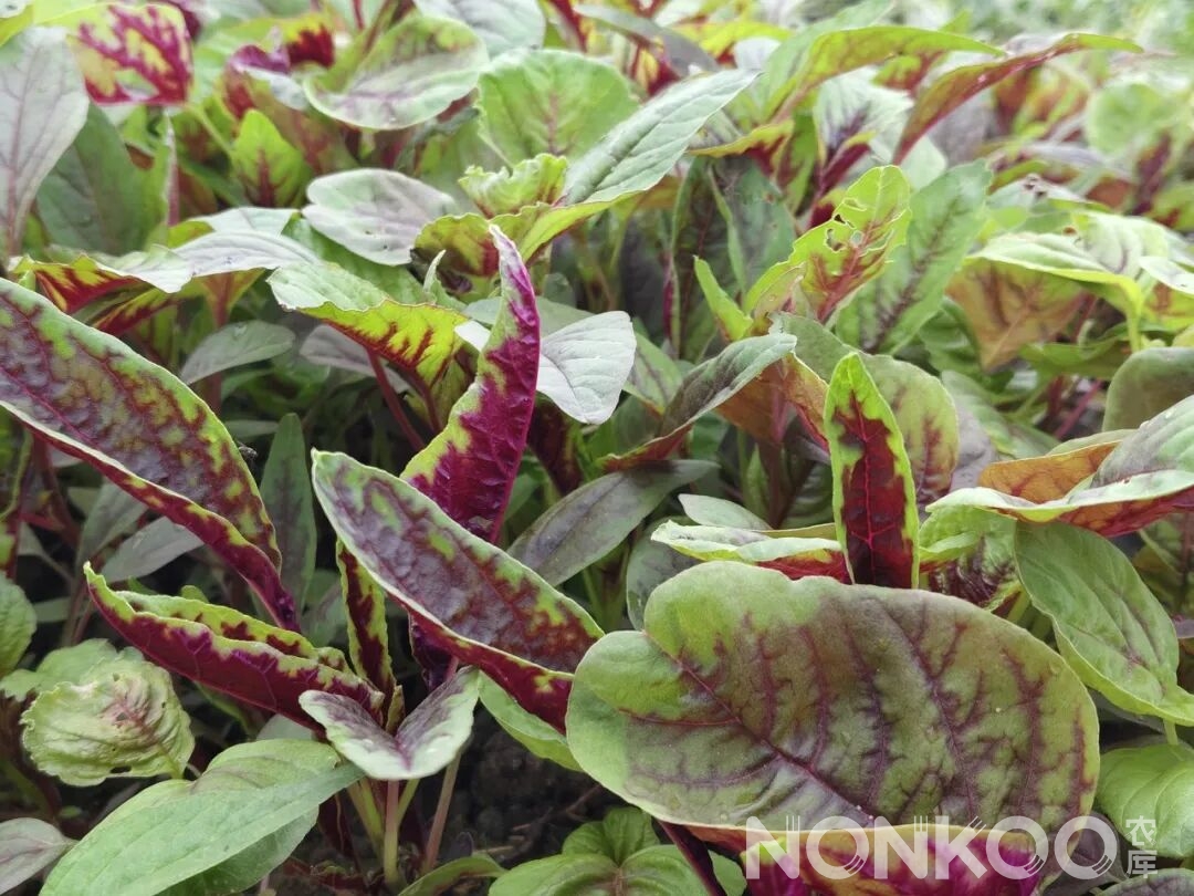 生产基地里的苋菜