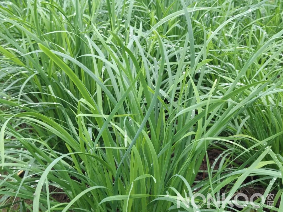 长在地里的韭菜