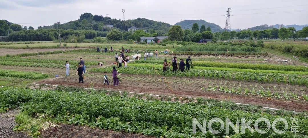 农库作物公园陈家桥头基地图片