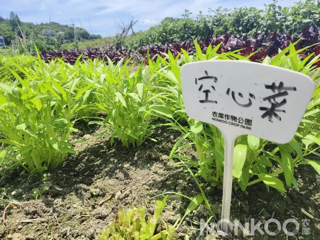 空心菜(蕹菜)图片农库作物公园