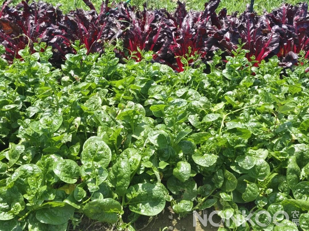 木耳菜(皇帝菜)农库作物公园