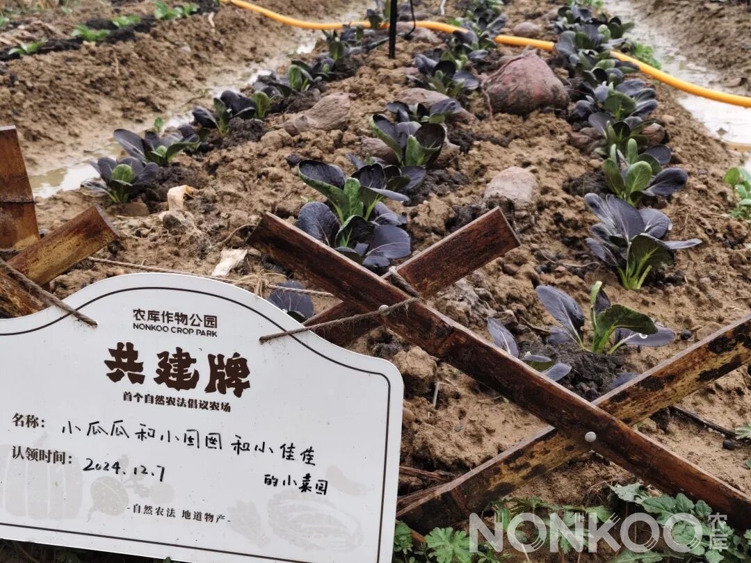一家三口的小菜园