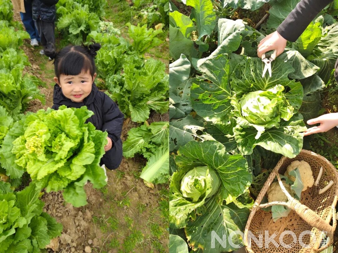 在自已的菜园里采摘