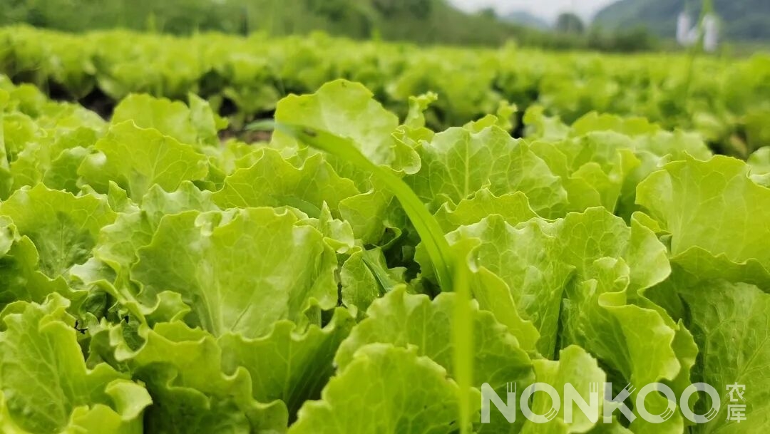 意大利生菜
