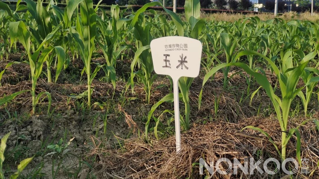 鲜食玉米