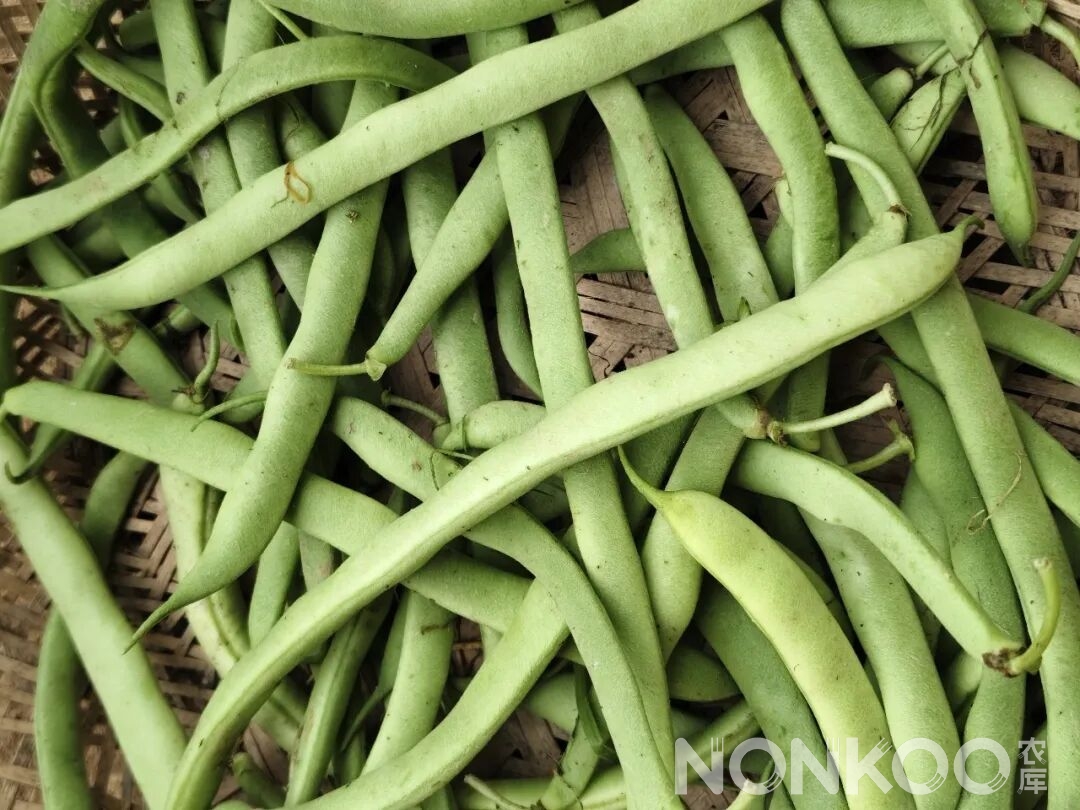 四季豆(芸豆)