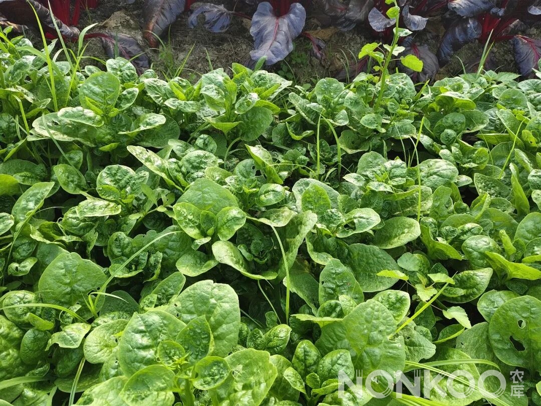 木耳菜