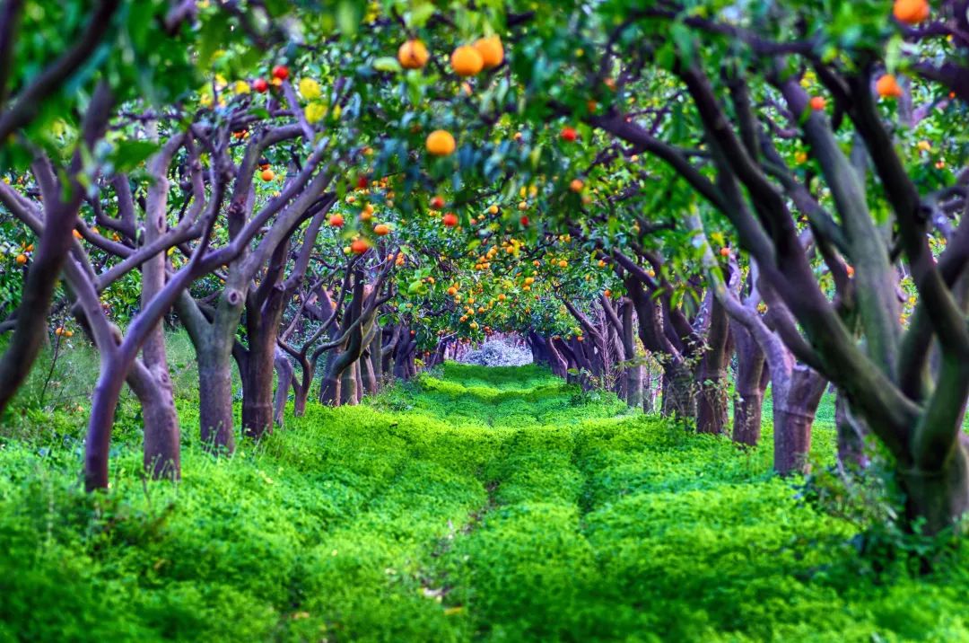 果园 (1).jpg 果园 (1).jpg