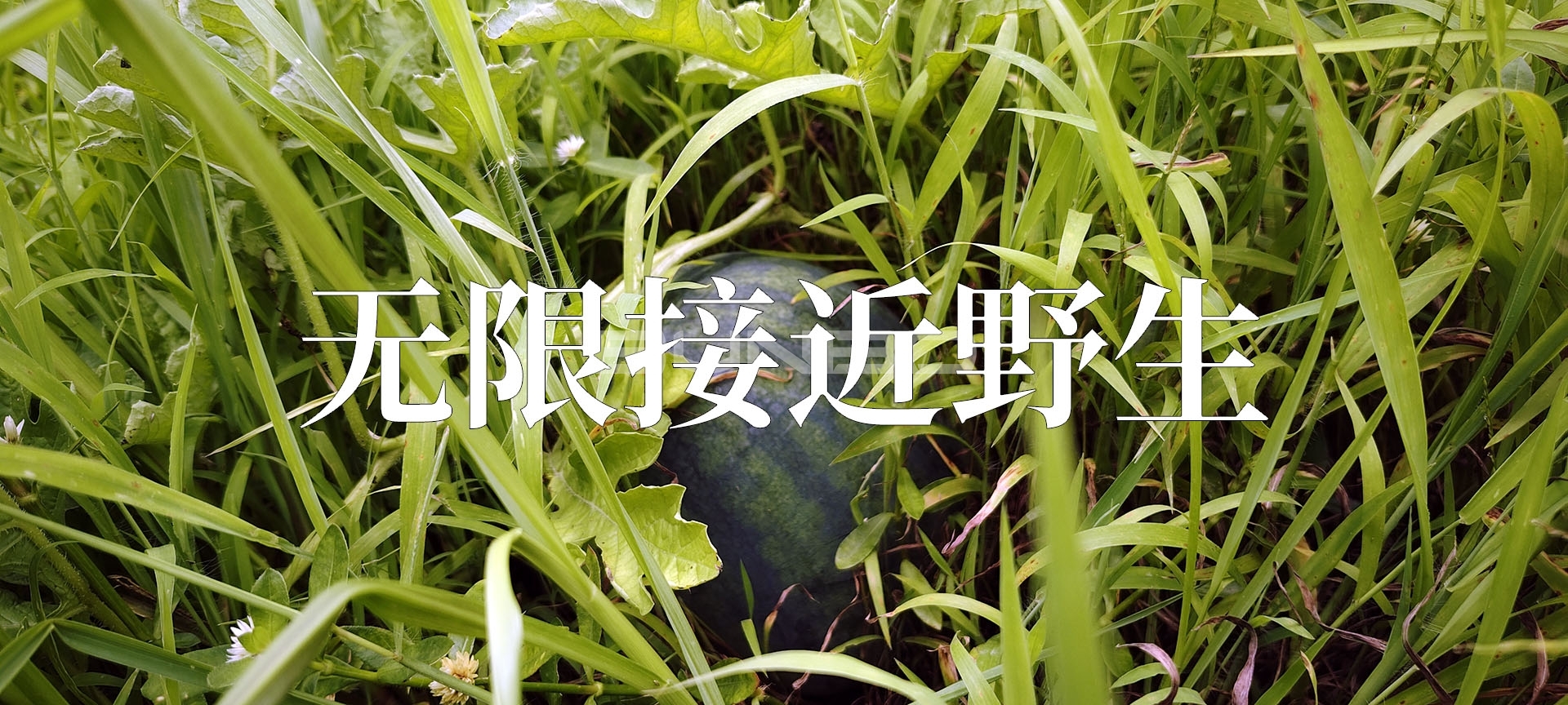 农库核心理念：无限接近野生