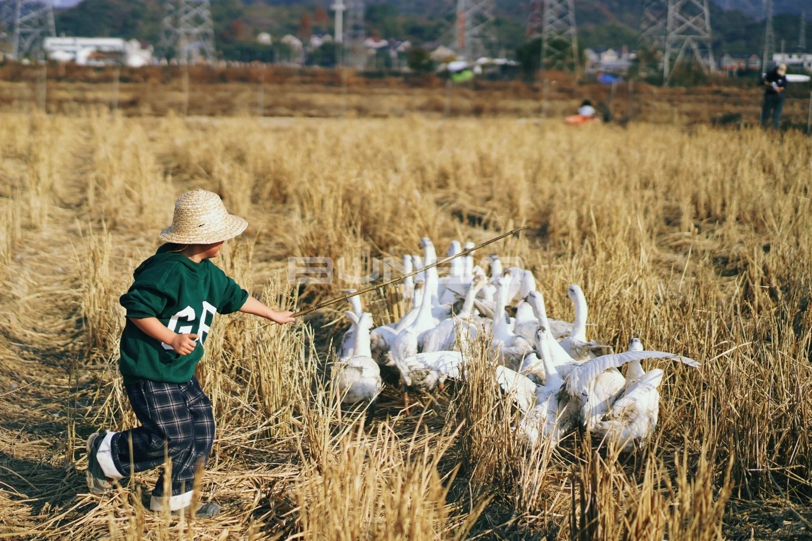 杭州遛娃|赶猪赶鸭做冻米糖 解锁草垛新玩法_4_椰果麻麻耶嗨嗨_来自小红书网页版.jpg 杭州遛娃|赶猪赶鸭做冻米糖 解锁草垛新玩法_4_椰果麻麻耶嗨嗨_来自小红书网页版.jpg