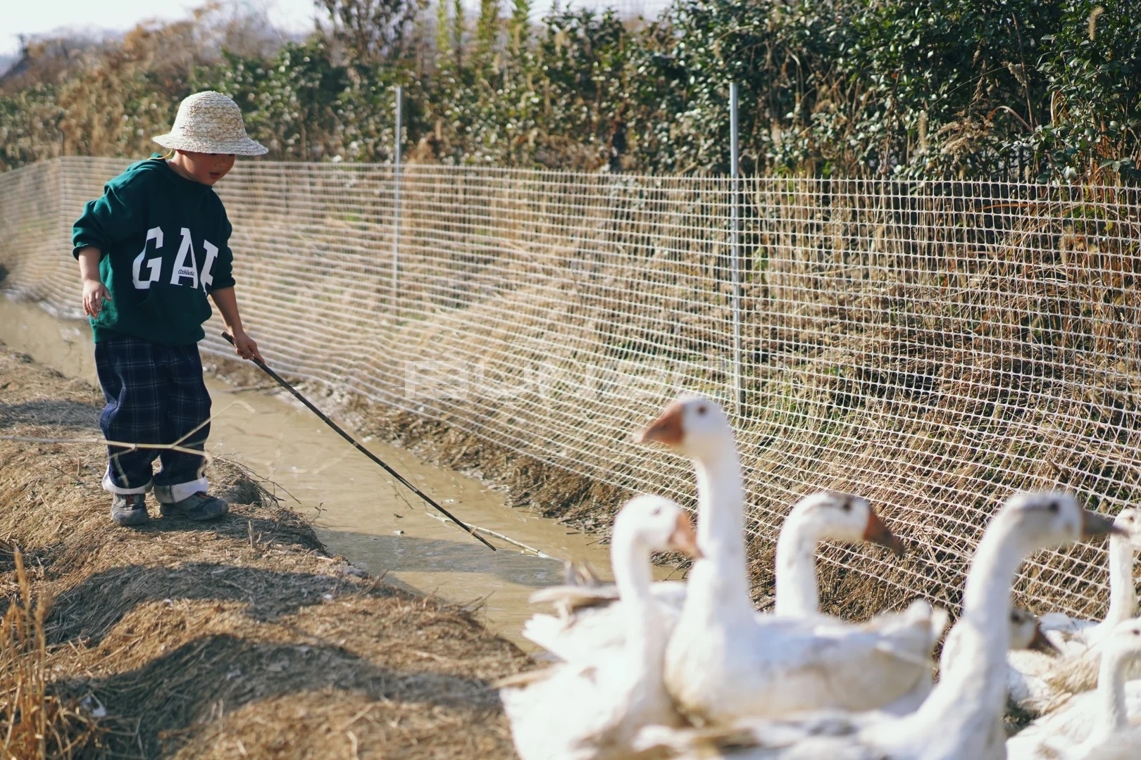 杭州遛娃|赶猪赶鸭做冻米糖 解锁草垛新玩法_5_椰果麻麻耶嗨嗨_来自小红书网页版.jpg 杭州遛娃|赶猪赶鸭做冻米糖 解锁草垛新玩法_5_椰果麻麻耶嗨嗨_来自小红书网页版.jpg