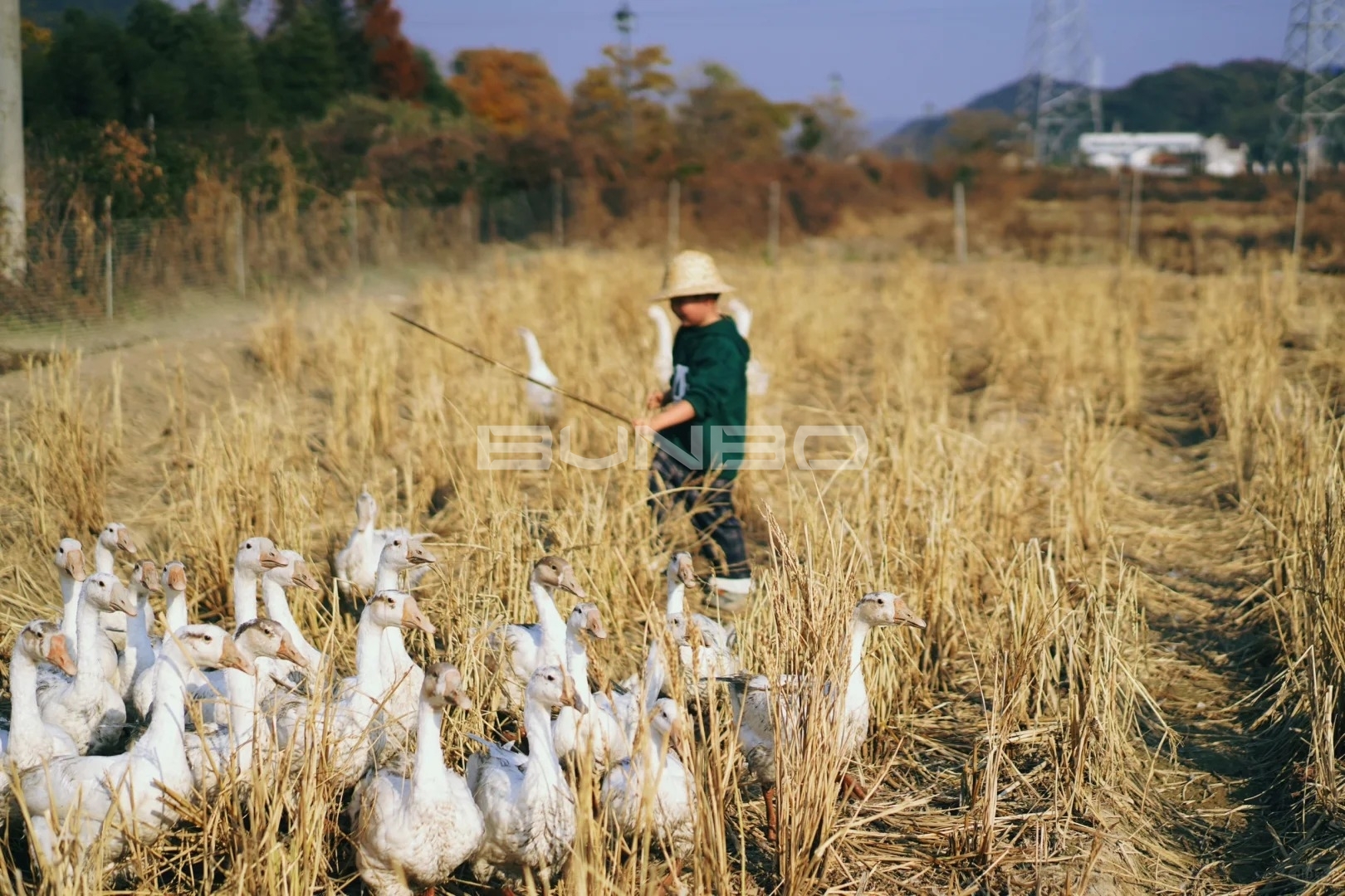 杭州遛娃|赶猪赶鸭做冻米糖 解锁草垛新玩法_6_椰果麻麻耶嗨嗨_来自小红书网页版.jpg 杭州遛娃|赶猪赶鸭做冻米糖 解锁草垛新玩法_6_椰果麻麻耶嗨嗨_来自小红书网页版.jpg