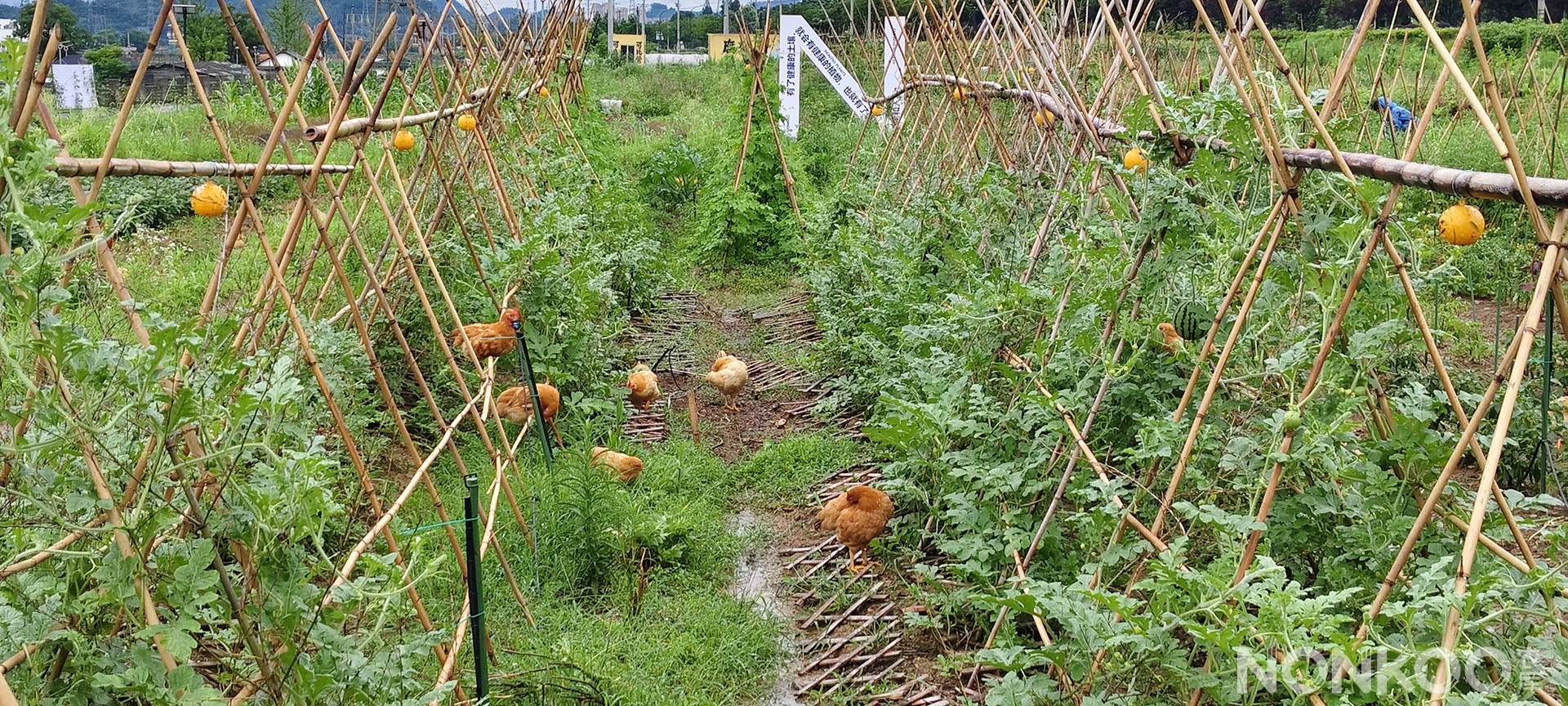 动物与植物共生