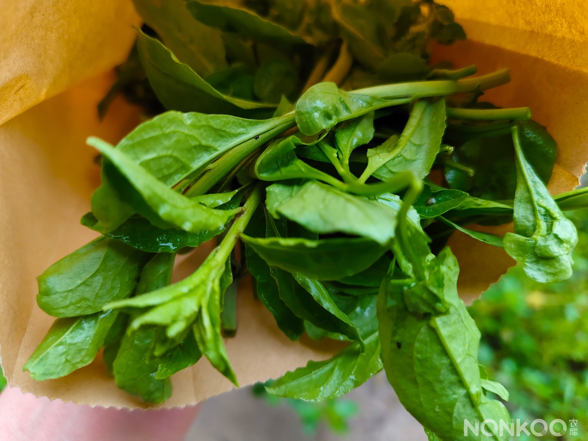 自然农法叶枸杞