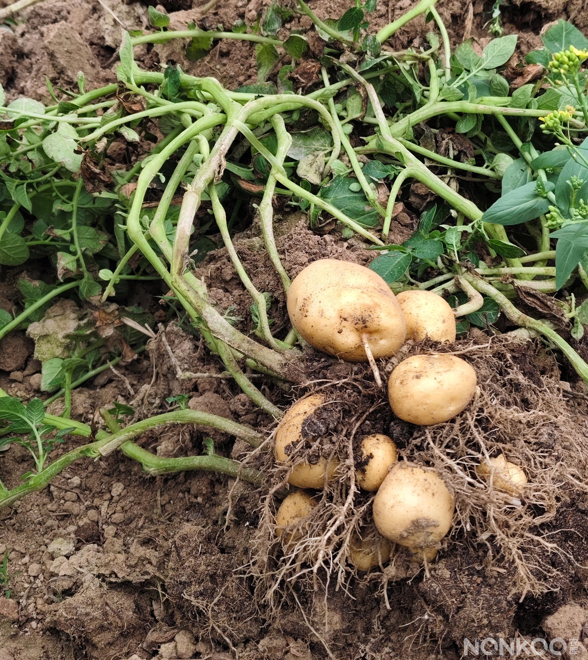 农库自然农法食材